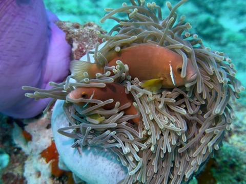 Anemonefish