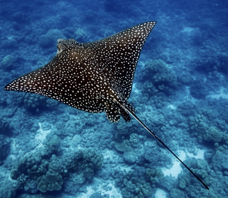 Spotted eagle ray