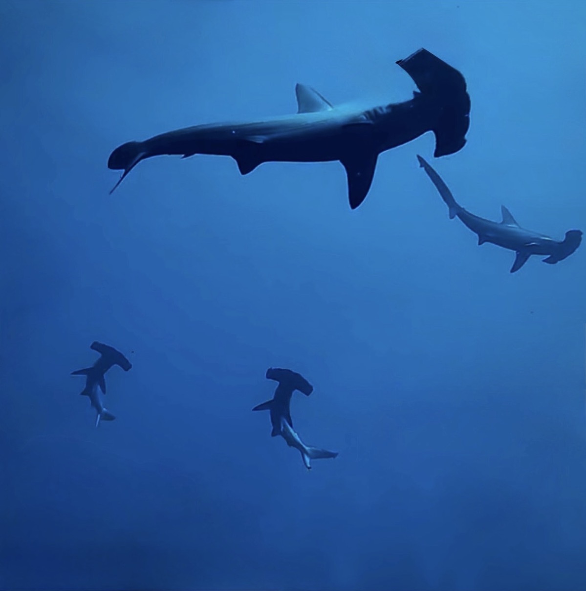 Hammerhead sharks