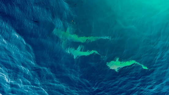 Sharks seen from above in turquoise water