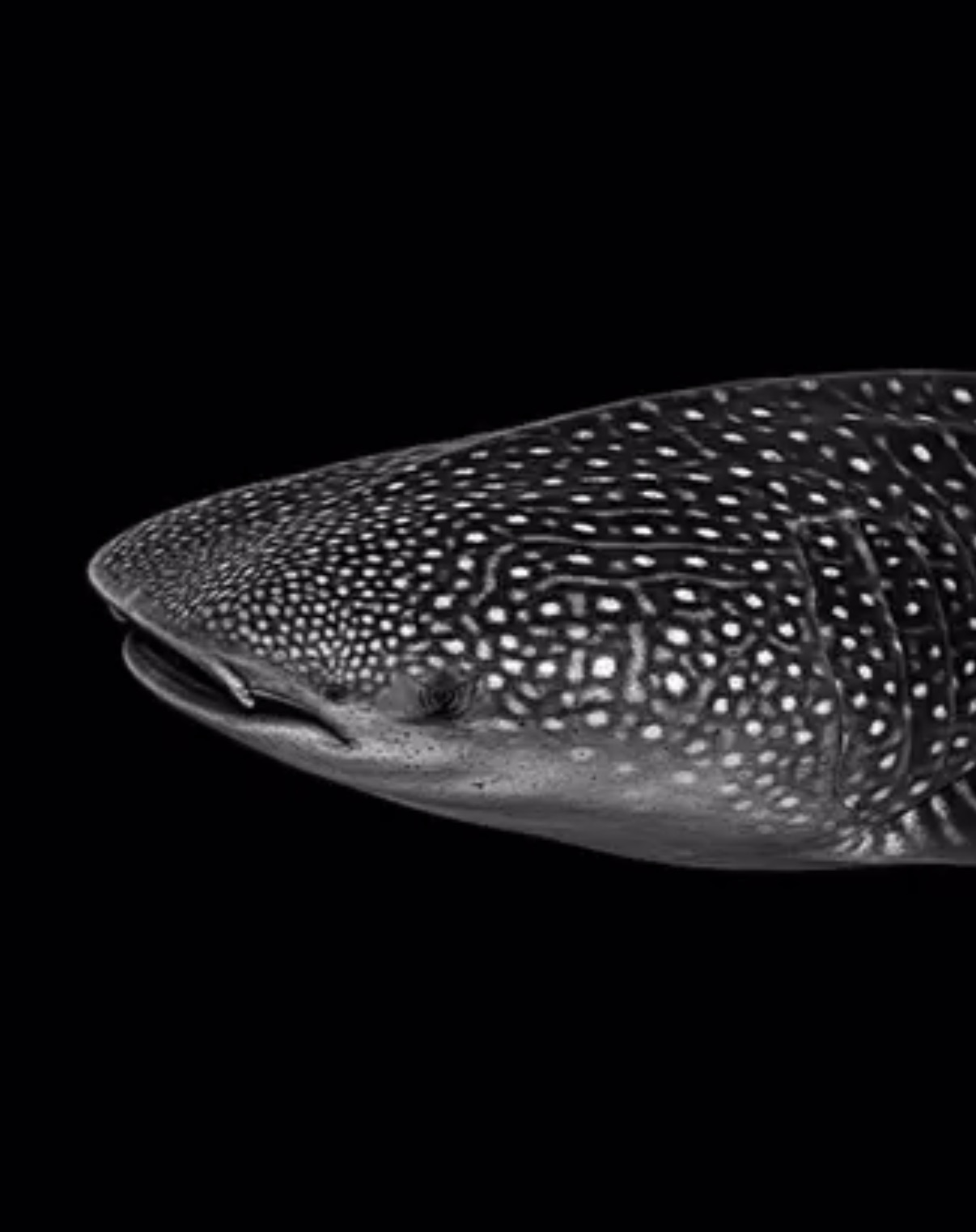 Whale shark